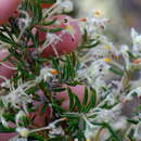 Image of Grevillea uncinulata Diels ex Diels & Pritz.