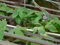 Plancia ëd Passiflora incarnata L.