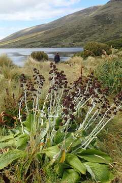 Image of Pleurophyllum criniferum Hook. fil.