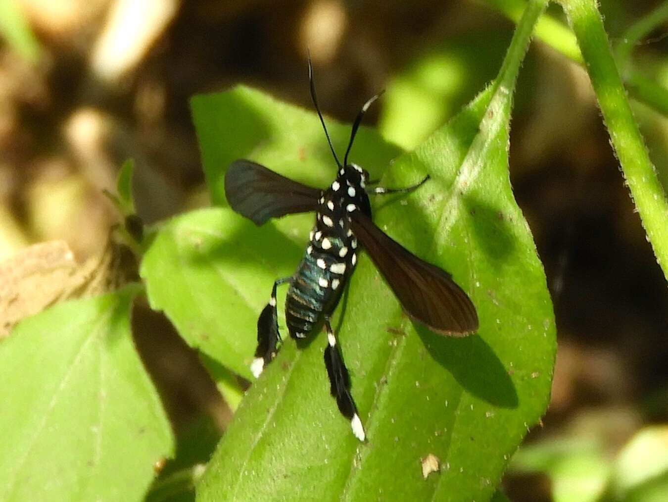 Image of Horama plumipes Drury 1773