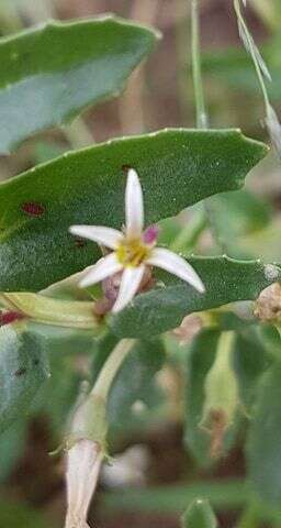 Image of Lobelia concolor R. Br.