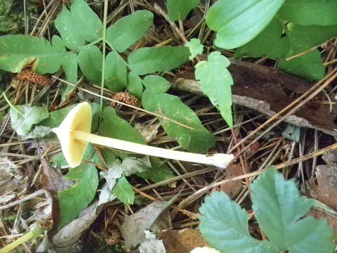 Слика од Entoloma murrayi (Berk. & M. A. Curtis) Sacc. 1899