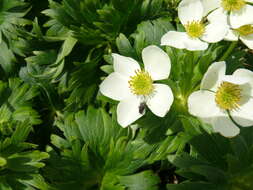 Imagem de Anemonastrum narcissiflorum subsp. villosissimum (DC.) A. Löve & D. Löve