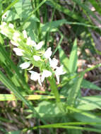 Image of Sierra bog orchid