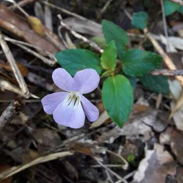 Imagem de Viola capillaris Pers.