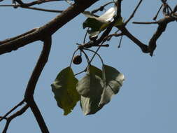 Image de Terminalia bellirica (Gaertn.) Roxb.