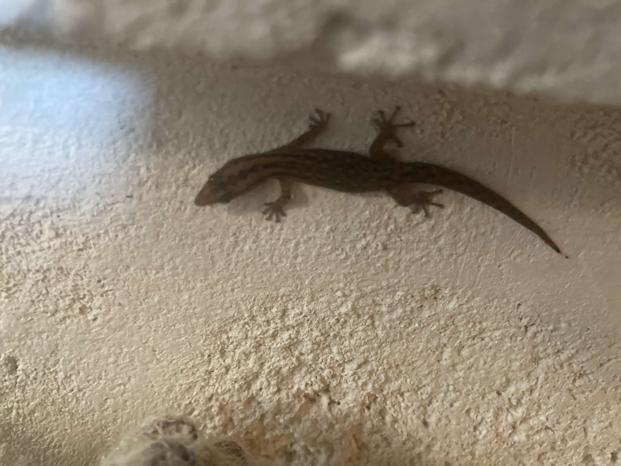 Image of Caicos Least Gecko