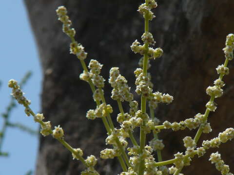 Image of Spondias pinnata (L. fil.) Kurz