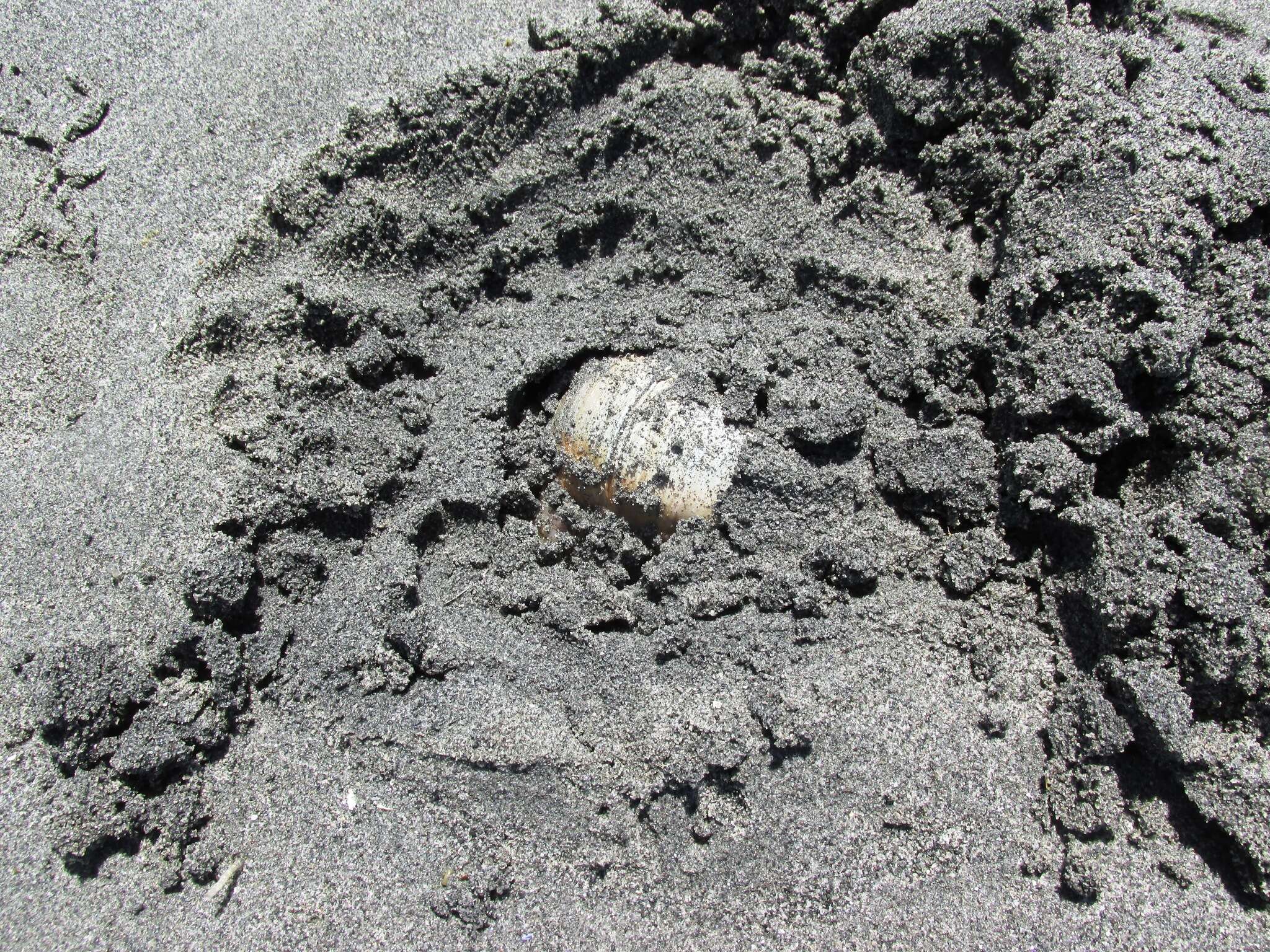 Image of Lewis' moonsnail