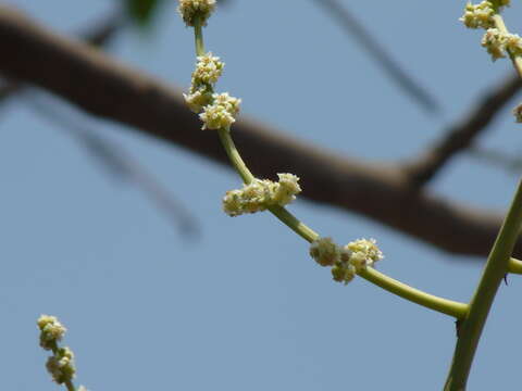 Image of Spondias pinnata (L. fil.) Kurz