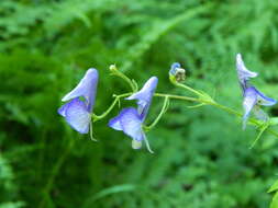 Sivun Aconitum columbianum subsp. columbianum kuva