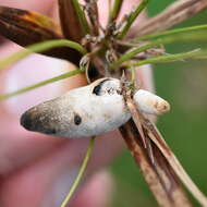 Image of Testicularia