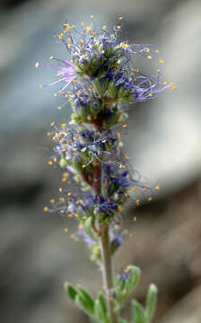 Image of silky phacelia