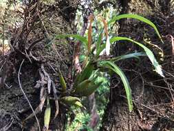 Image de Prosthechea squalida (Lex.) Soto Arenas & Salazar