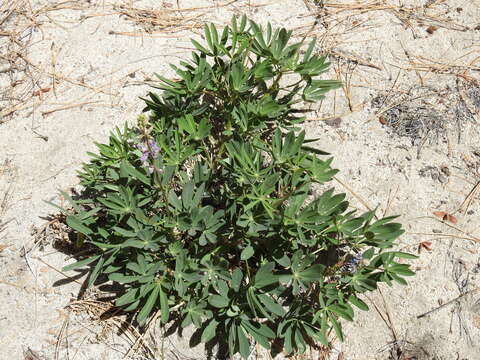 Image of Lupinus latifolius subsp. wigginsii (C. P. Sm.) P. Kenney & D. B. Dunn