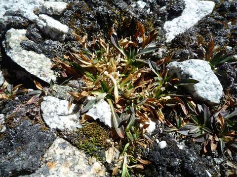 Image de Silene mandonii (Rohrb.) Bocquet