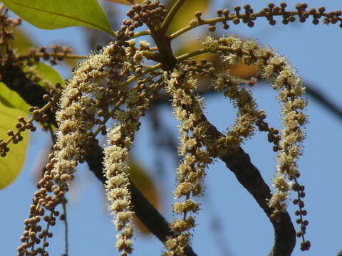 Image de Terminalia bellirica (Gaertn.) Roxb.