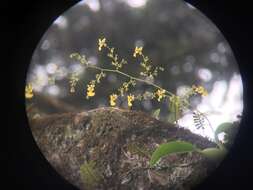 Imagem de Oncidium bryolophotum Rchb. fil.