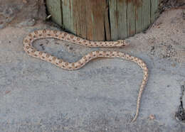 Image of Dwarf Beaked Snake