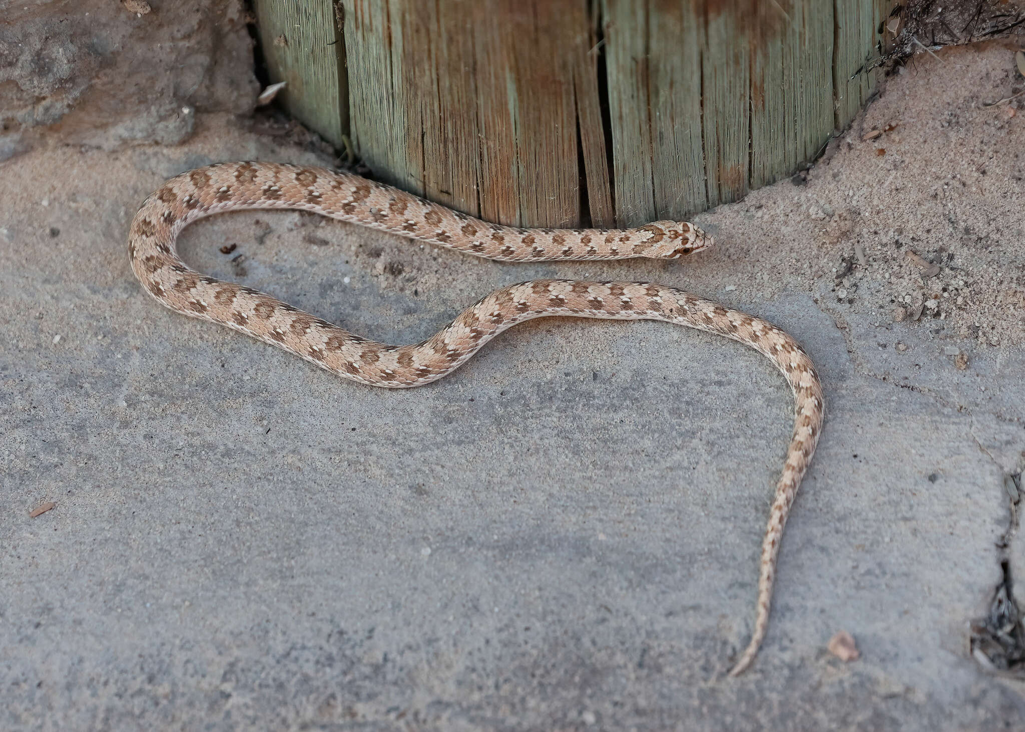 Image of Dwarf Beaked Snake