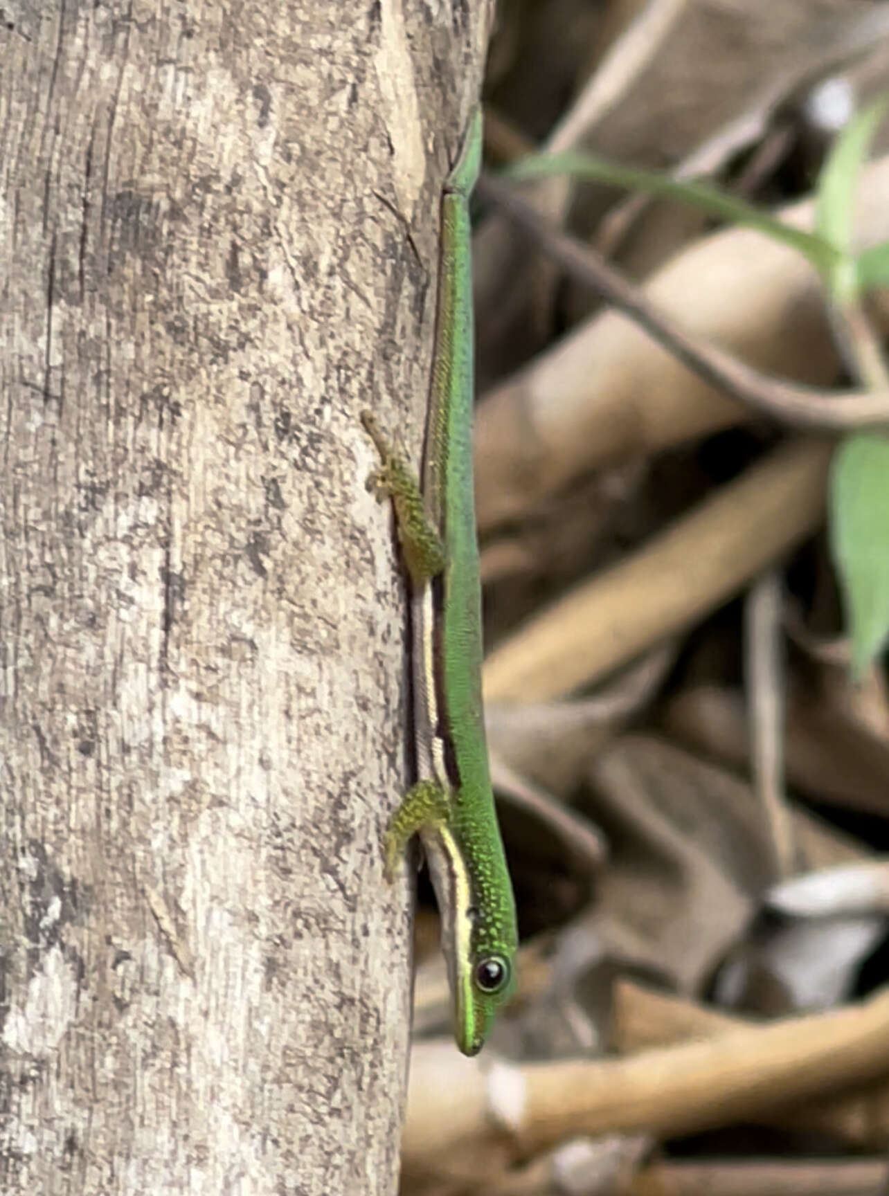 Plancia ëd Phelsuma lineata elanthana Krüger 1996