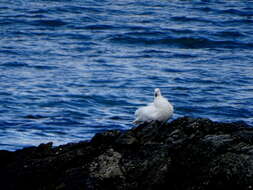 Image of Kelp Goose