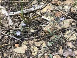 Image de Phacelia pringlei A. Gray