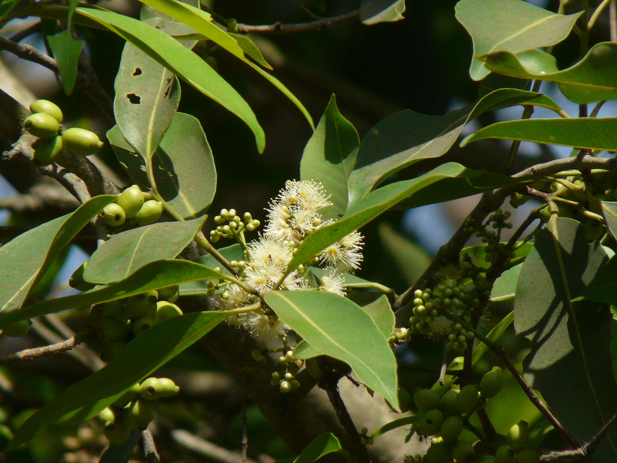 Image of Java plum