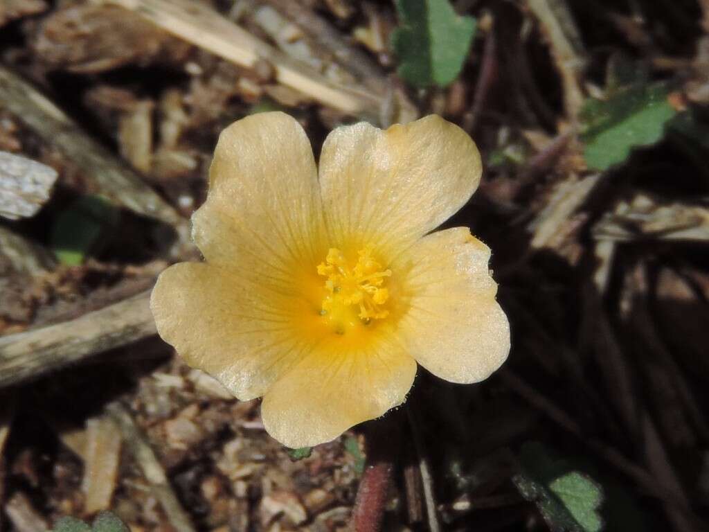 Image of Sida abutifolia