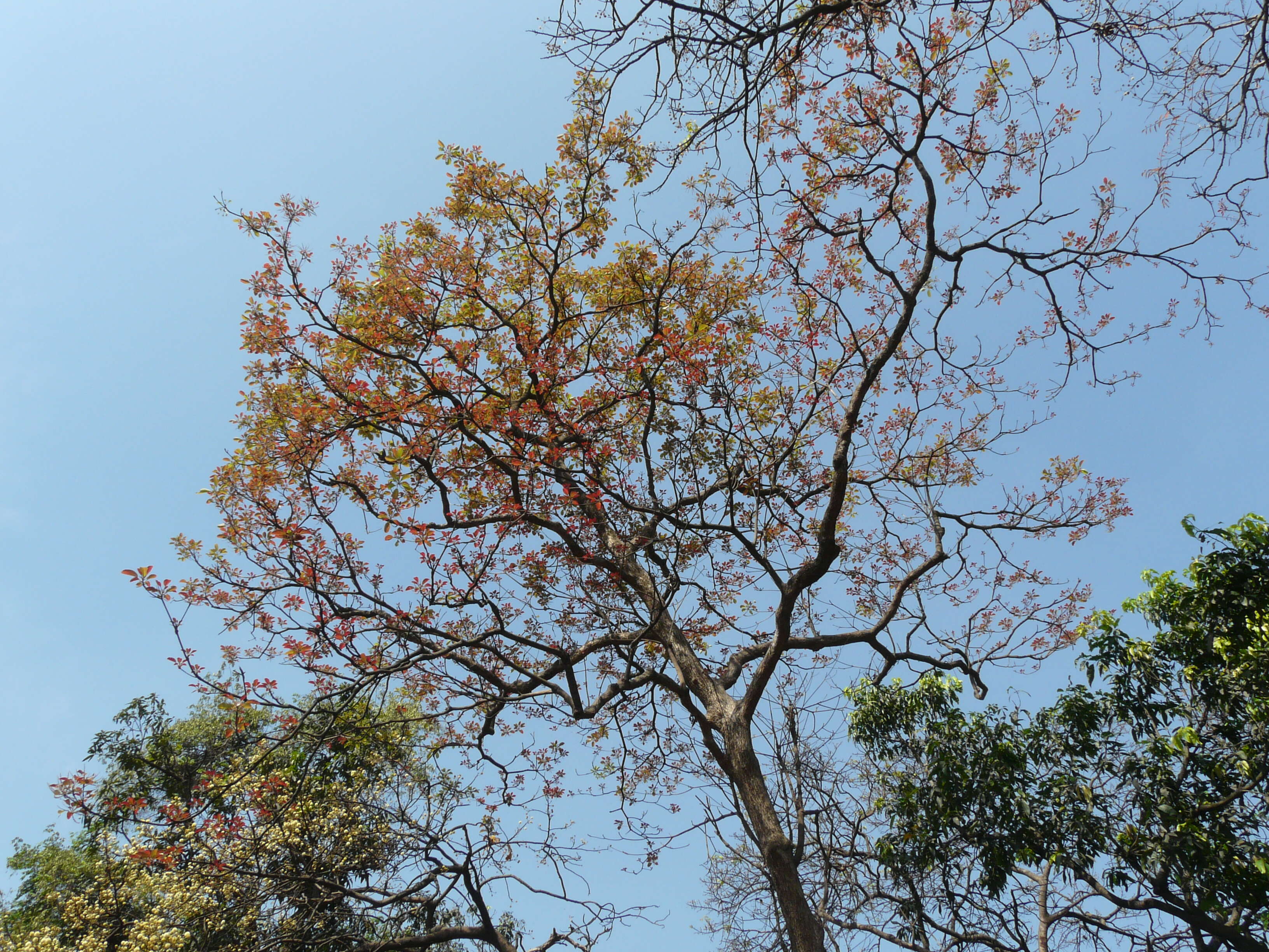 Image de Terminalia bellirica (Gaertn.) Roxb.