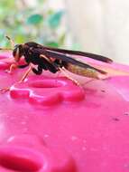 Image of Polistes comanchus de Saussure 1857