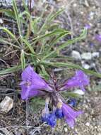 Image de Penstemon eriantherus var. whitedii (Piper) A. Nels.