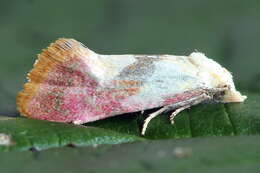 Imagem de Cochylis flaviciliana Westwood 1849