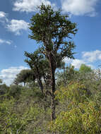 Image of Alluaudia comosa (Drake) Drake