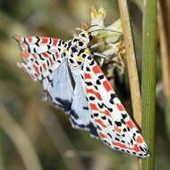 Image of crimson speckled