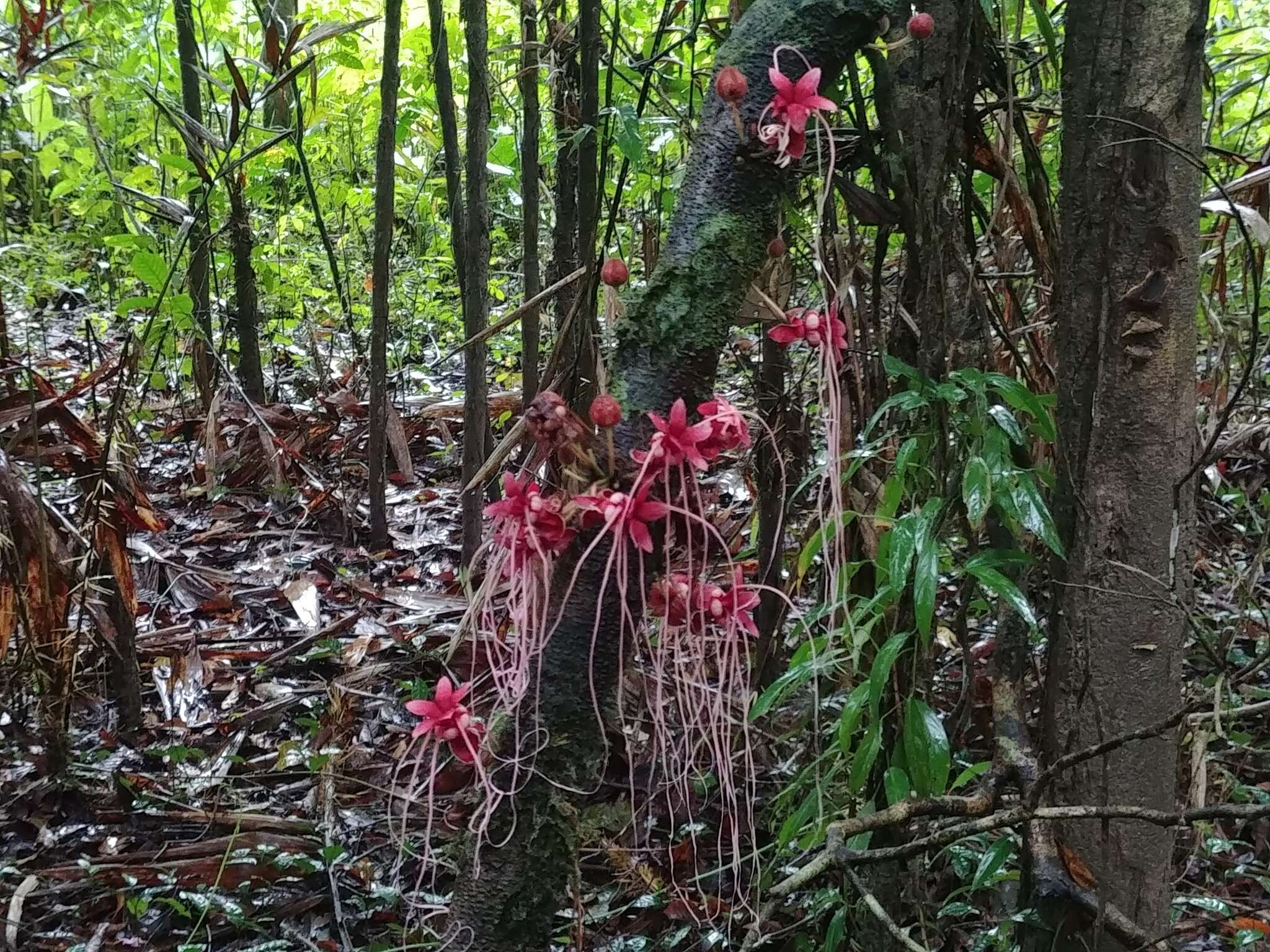 Image of Herrania pulcherrima Goudot