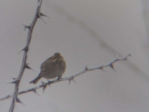 Image of Common Reed Bunting