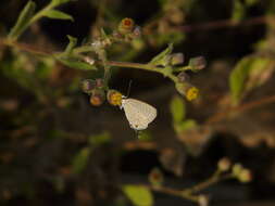 Imagem de Catochrysops strabo (Fabricius 1793)