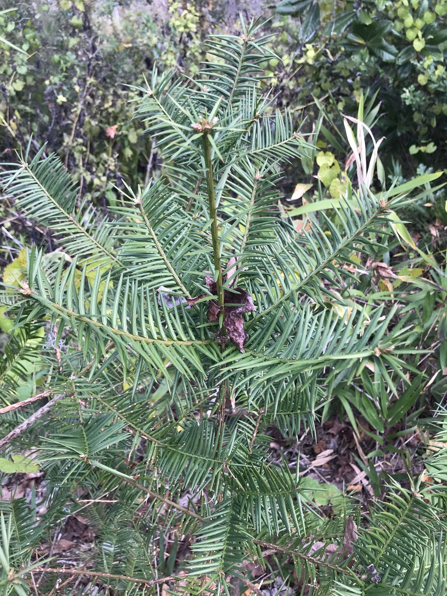 Plancia ëd Torreya taxifolia Arn.