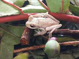 Image of Charuplaya Tree Frog