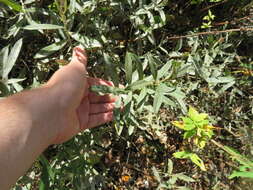 Image of prairie willow