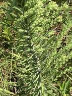 Image of prairie blazing star