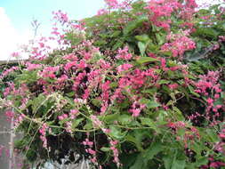 Image of antigonon