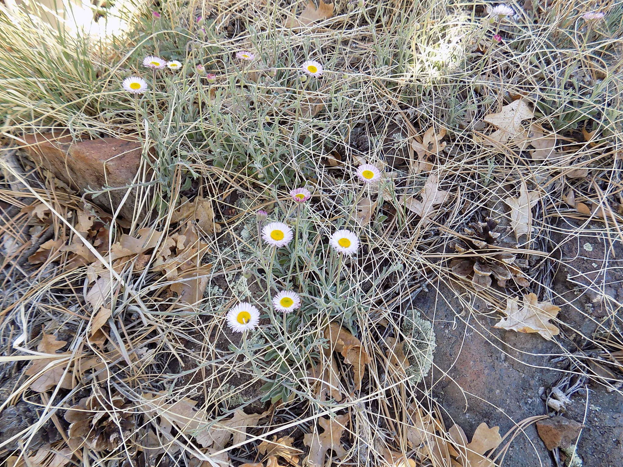 Erigeron tracyi Greene resmi