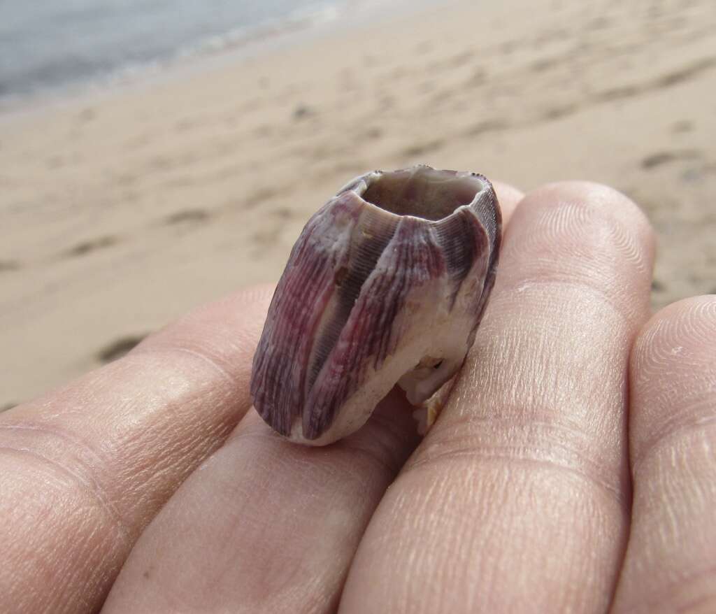 Megabalanus tintinnabulum (Linnaeus 1758) resmi