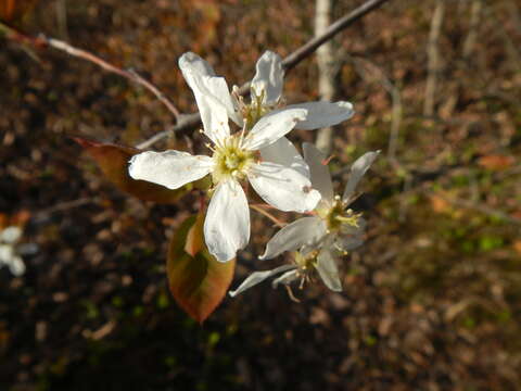 Amelanchier neglecta Eggl. ex K. R. Cushman, M. B. Burgess, E. T. Doucette & C. S. Campb. resmi