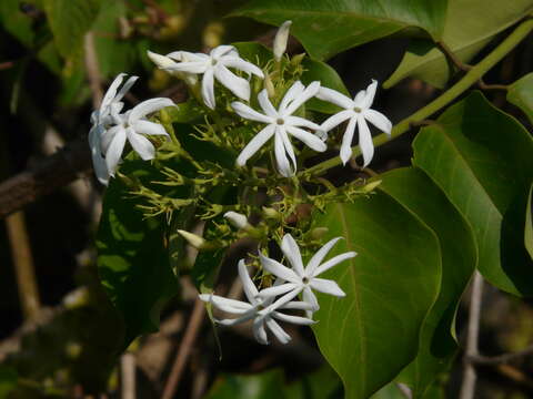 Imagem de Jasminum malabaricum Wight