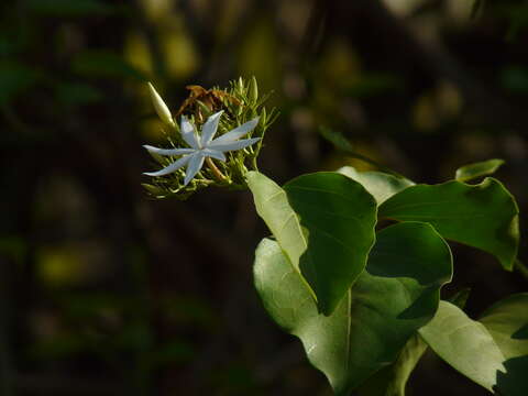 Imagem de Jasminum malabaricum Wight