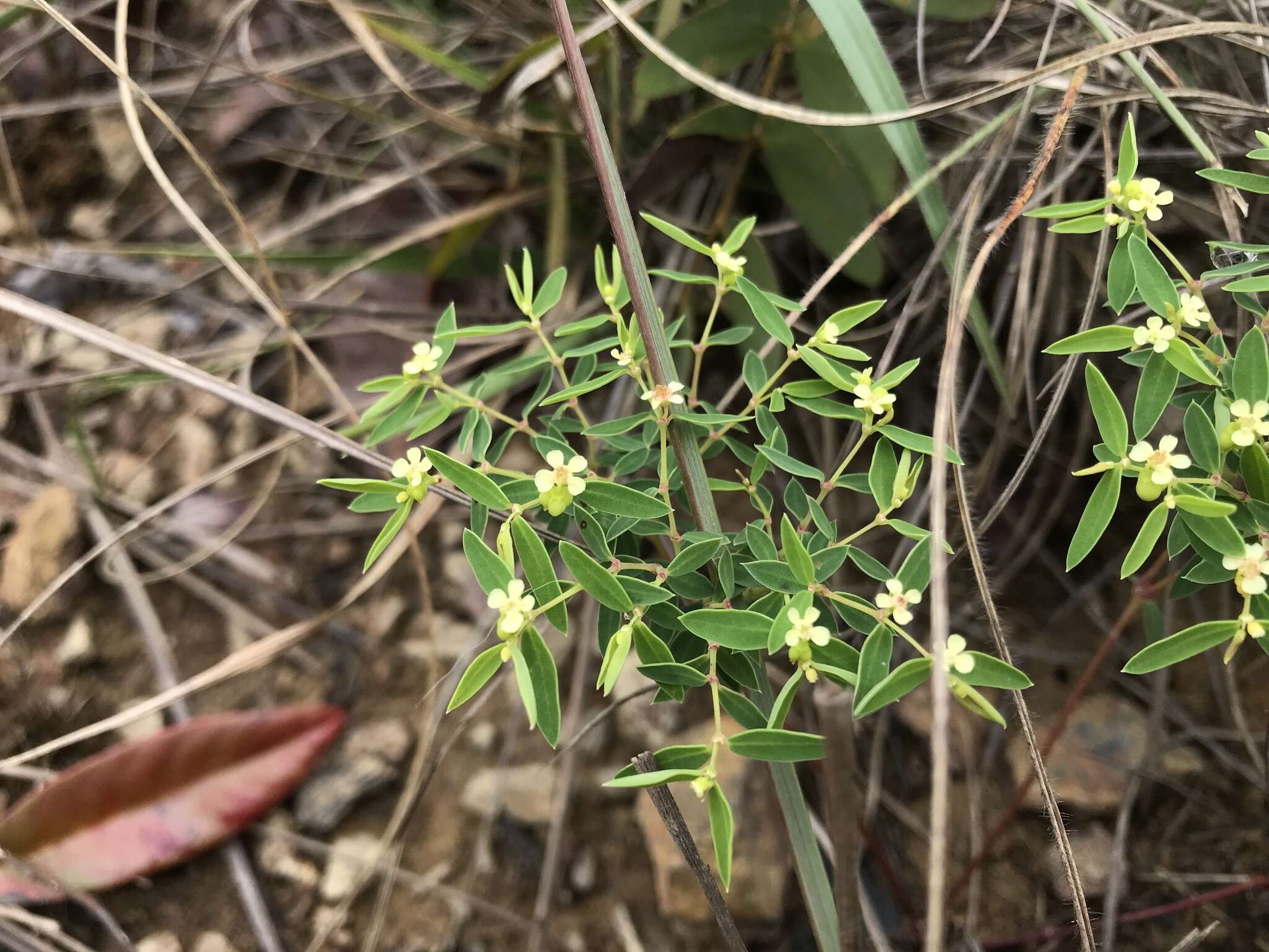 Image of Euphorbia potentilloides Boiss.