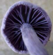 Image of Laccaria amethystina Cooke 1884